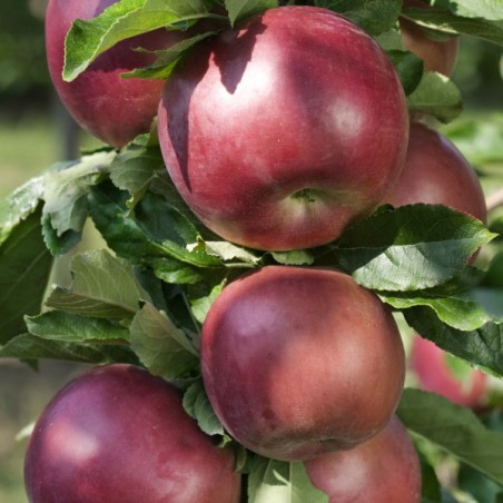 copy of Ābele, vasaras "Antonowka Maslowa" /Malus domestica/ - 120-160cm