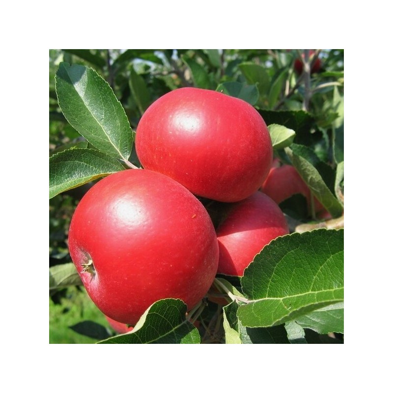 Ābele, ziemas ,,Selena,, /malus domestica/