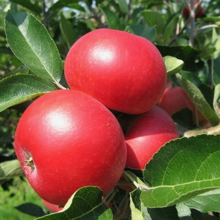 copy of Obelis, žieminė ,,Gold Millennium,, /malus domestica/