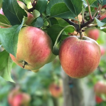 Ābele, rudens ,,Rajka"...