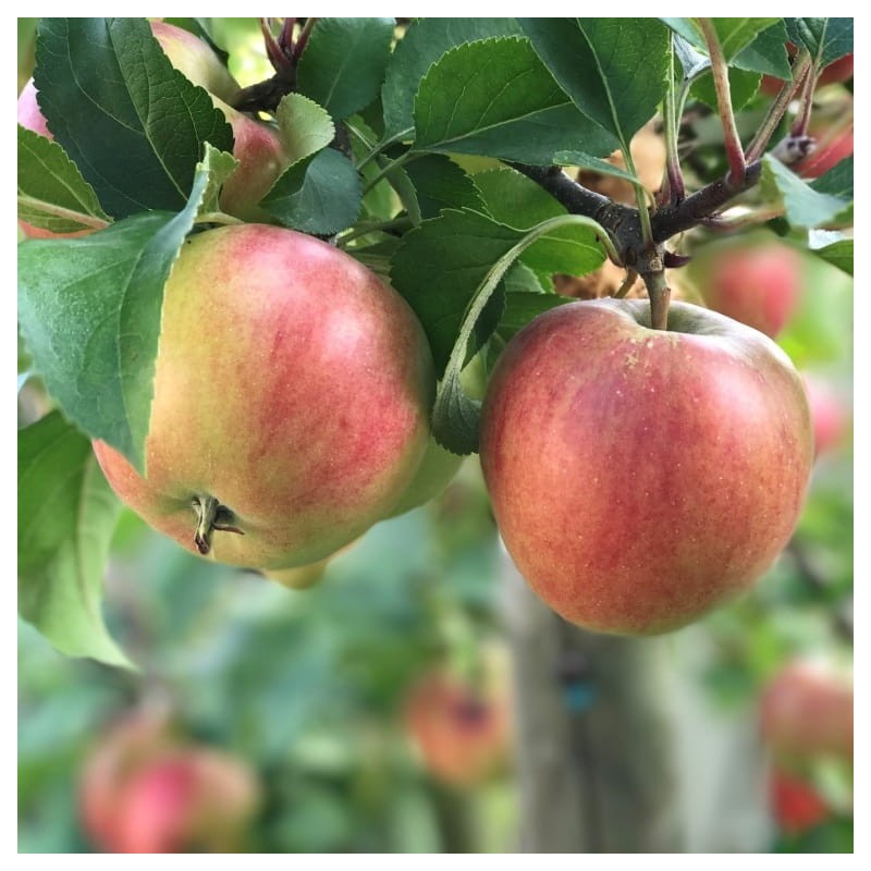 Ābele, rudens ,,Rajka" /malus domestica/