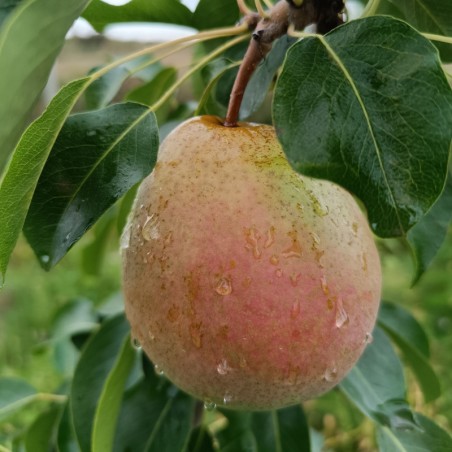 copy of Bumbiere, ziemas ,,Concorde,, /pyrus/ - 120-160cm