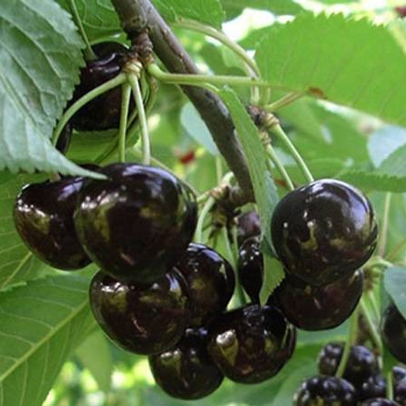 Ķirsis, saldais ,,Melnā Fromma,, /prunus avium/ (vidēji vēlais)