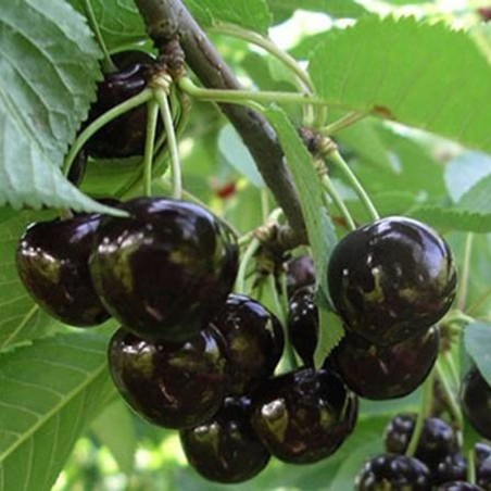 copy of Vyšnia ,,Skeena,, /prunus avium/ (vidēji vēlais)