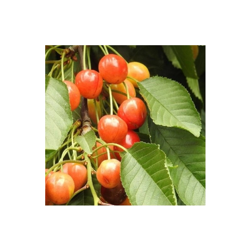 copy of Ķirsis, saldais ,,Skeena,, /prunus avium/ (vidēji vēlais)