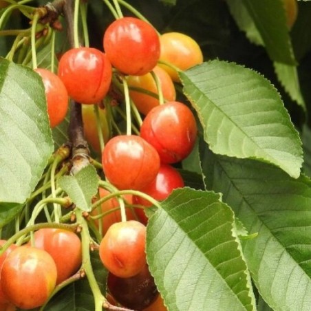 copy of Ķirsis, saldais ,,Skeena,, /prunus avium/ (vidēji vēlais)