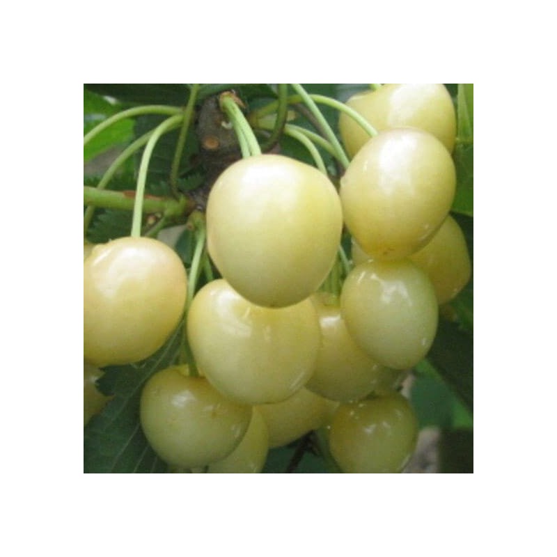 Ķirsis, saldais ,,Baltā Marija,, /prunus avium/ (vidēji vēlais)