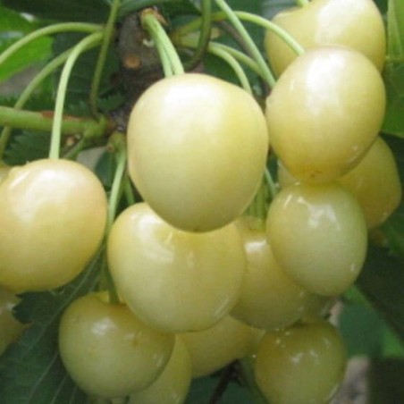 copy of Ķirsis, saldais ,,Skeena,, /prunus avium/ (vidēji vēlais)