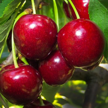 copy of Vyšnia ,,Skeena,, /prunus avium/ (vidēji vēlais)