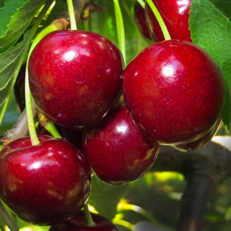 copy of Ķirsis, saldais ,,Skeena,, /prunus avium/ (vidēji vēlais)