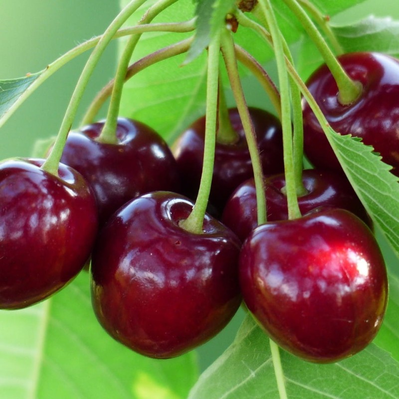 Ķirsis ,,Lutovka,, /prunus cerasus/ (vidēji agrs)