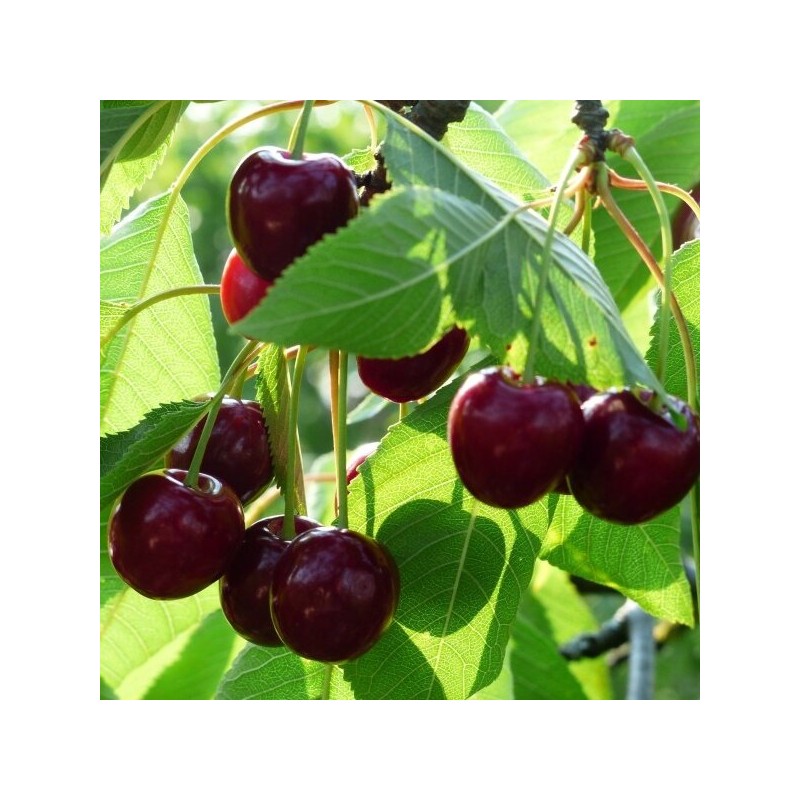 copy of Ķirsis ,,Novella,, /prunus cerasus/ (vidēji agrs)