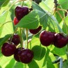 Ķirsis ,,Debrecenas Botermo,, /prunus cerasus/ (vidēji agrs)