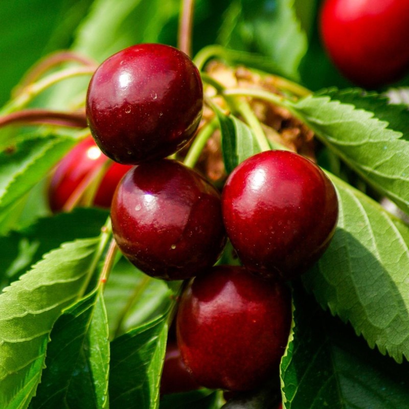 Ķirsis ,,Lucina,, /prunus cerasus/ (vidēji agrs)