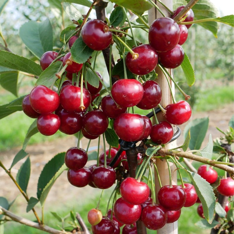 Ķirsis ,,Nana,, /prunus cerasus/ (vidēji vēls)