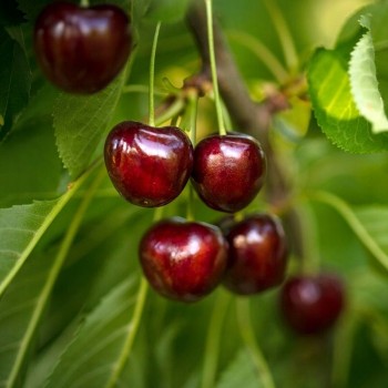 copy of Vyšnia ,,Novella,, /prunus cerasus/ (vidēji agrs)