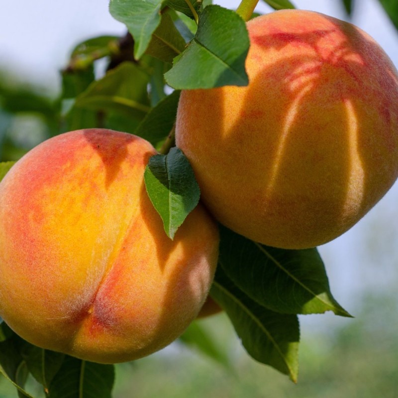 copy of Persikas ,,Virgil,, /prunus persica/ (vēlais)