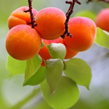 copy of Aprikoze ,,Raudonskruostis - sarkanvaidzis,, /prunus armeniaca/ (vidēji agrā) - 140-180cm