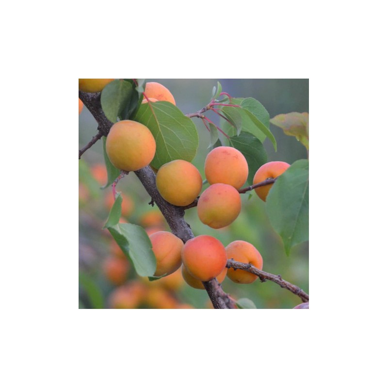 Aprikoze ,Darina, /prunus armeniaca/ (vidēji vēla)