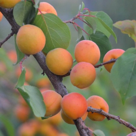 copy of Aprikoze ,,Raudonskruostis - sarkanvaidzis,, /prunus armeniaca/ (vidēji agrā) - 140-180cm