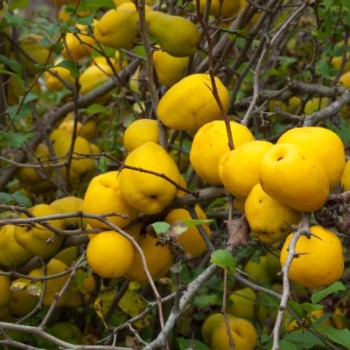 Parastā cidonija - aiva /cydonia oblonga/ - augstcelma -