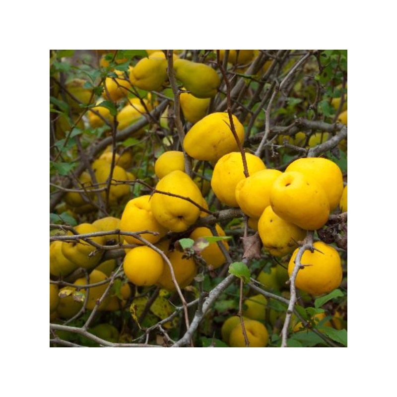 Parastā cidonija - aiva /cydonia oblonga/ - augstcelma -