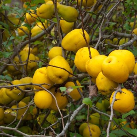 Cidonija /cydonia/ - augstcelma