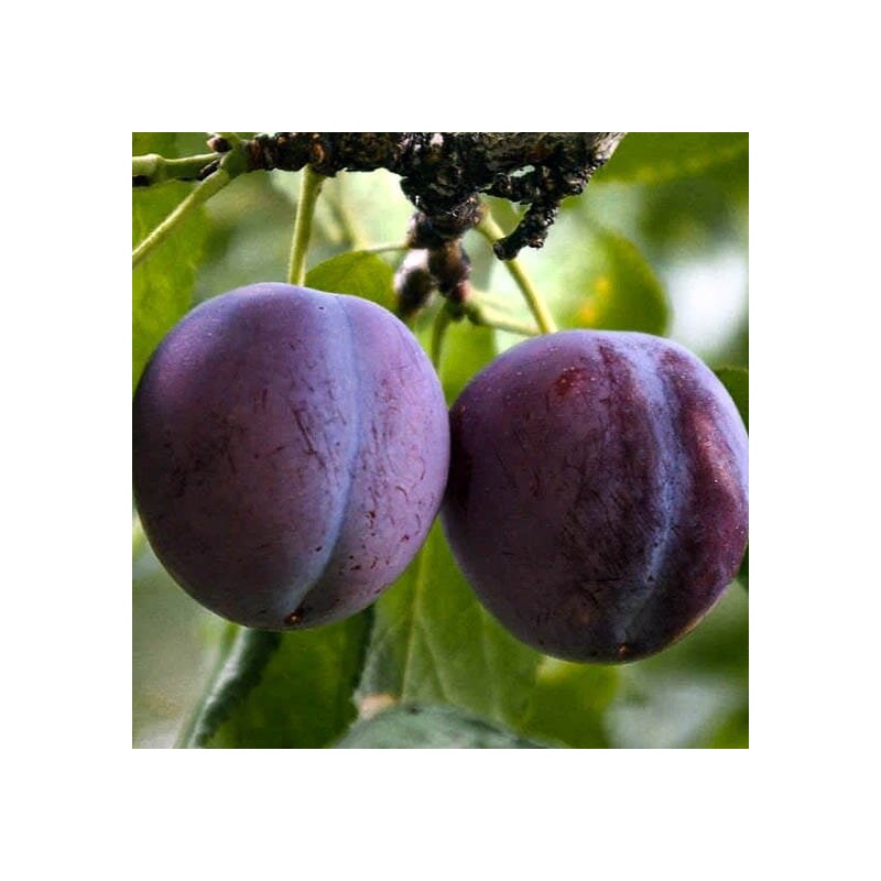 copy of Plūme, mājas "Persikine" /Prunus domestica/ (agrā) - 140-180cm