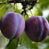 copy of Plūme, mājas "Persikine" /Prunus domestica/ (agrā) - 140-180cm