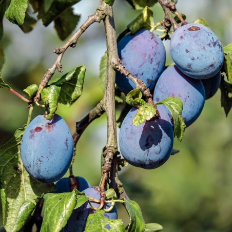 copy of Plūme, mājas "Persikine" /Prunus domestica/ (agrā) - 140-180cm