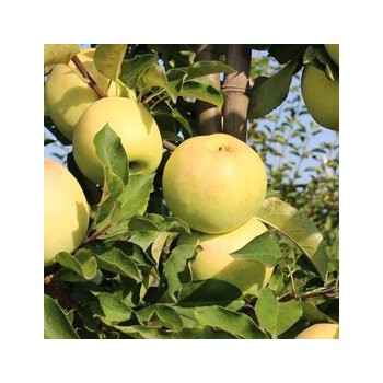 Ābele, ziemas ,,Gold Millennium,, /malus domestica/