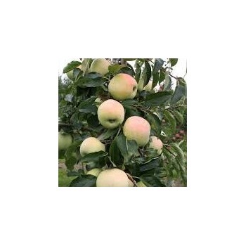 Obelis, žieminė ,,Gold Millennium,, /malus domestica/