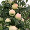 Ābele, ziemas ,,Gold Millennium,, /malus domestica/