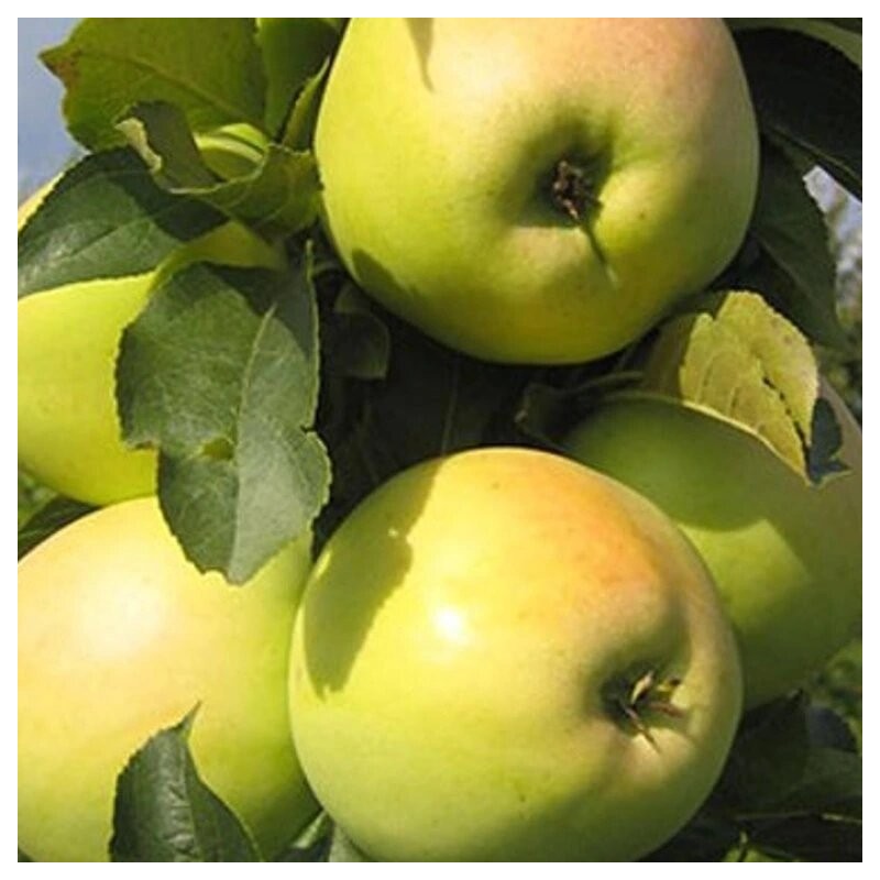 Ābele, ziemas ,,Gold Millennium,, /malus domestica/