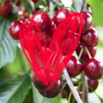 Vyšnia ,,Skeena,, /prunus...