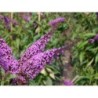 Budleja Dāvida ,,Ile De France,, /Buddleja davidii/- C3 kont.