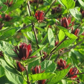 Kalikants, daudzziedu /calycanthus floridus/ - C3 kont. - JŪNIJS