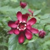 Kalikants, daudzziedu /calycanthus floridus/ - C3 kont.