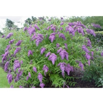 Budleja Dāvida ,,Ile De France,, /Buddleja davidii/- C3 kont.