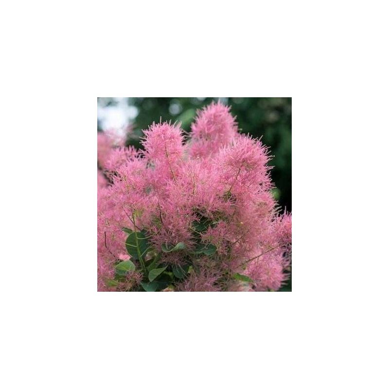 copy of Parūkkoks ,,Lilla,, /cotinus coggyria/ - C4 kont.