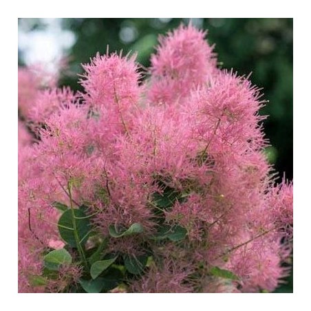 copy of Perukmedis ,,Lilla,, /cotinus coggyria/ - C4 kont.