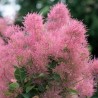 Parūkkoks ,,Candy Floss,, /cotinus coggyria/ - C3 kont.