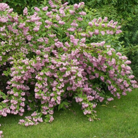 copy of Deicija, hibrīdā 'Strawberry Fields' /Deutzia x hybrida/ - P9 kont.