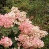 Hortenzija, šluotelinė ,,Pink Lady,, /Hydrangea paniculata/ - P9 kont.