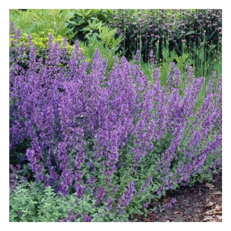 Katžolė, faaseno "Six Hills Giant" /nepeta faassenii/ - P9 kont.