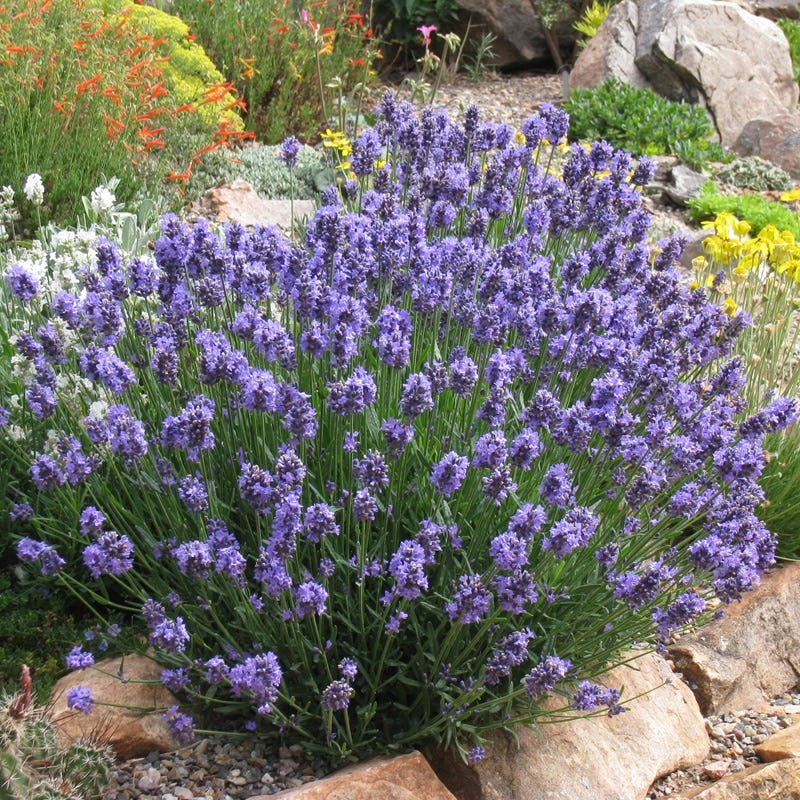 Lavanda, šaurlapu "Dwarf Blue" /lavandula angustifolia/ - P9 kont.