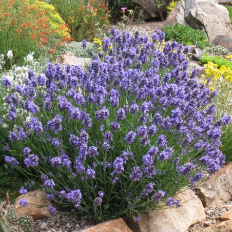 Levanda, tikroji "Dwarf Blue" /lavandula angustifolia/ - P9 kont.
