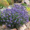 Levanda, tikroji "Dwarf Blue" /lavandula angustifolia/ - P9 kont.