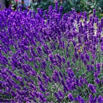 Lavanda, šaurlapu "Dwarf Blue" /lavandula angustifolia/ - P9 kont.