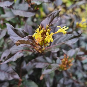 Djervila ,,Magical Starry Night,, /diervilla/ - C3 kont. - JŪNIJS